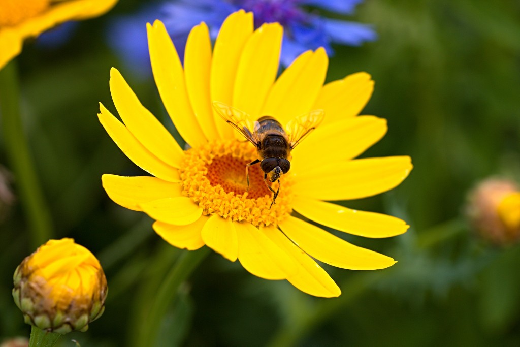 akkerranden akkerrand bloem bloemen flora hdr polder gewas landbouw biodiversiteit landschap cannabis wiet marihuana hasj hennep